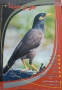 مرغ مینا