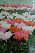 مدیریت گلخانه (جلد اول)