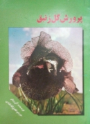 پرورش گل زنبق